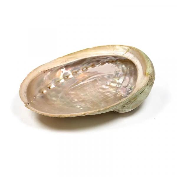 Abalone Smudge Muschel Haliotis diversicolor 16-18 cm